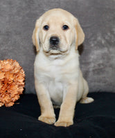 Sam Male AKC Labrador Retriever $1250