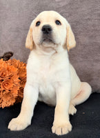 Sawyer Male AKC Labrador Retriever $1250