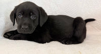 Sparkle Female AKC Labrador Retriever $1150