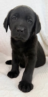 Stella Female AKC Labrador Retriever $1150