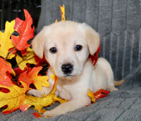 Suzie Female AKC Labrador Retriever $750.00