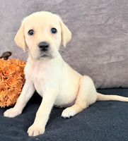 Sadie Female AKC Labrador Retriever $1150