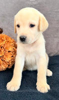 Summer Female AKC Labrador Retriever $1150