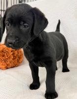 Sonya Female AKC Labrador Retriever $1150