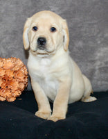 Sam Male AKC Labrador Retriever $1250