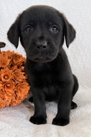 Starlight Female AKC Labrador Retriever $1150