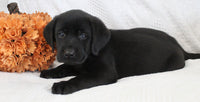 Shadow Male AKC Labrador Retriever $1250