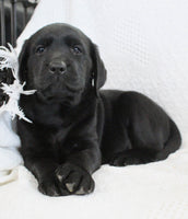 Sydney Female AKC Labrador Retriever $1150