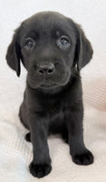 Sparkle Female AKC Labrador Retriever $1150