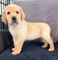 Sam Male AKC Labrador Retriever $1250