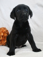 Shadow Male AKC Labrador Retriever $1250