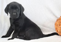 Sydney Female AKC Labrador Retriever $1150