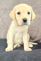 Sadie Female AKC Labrador Retriever $1150