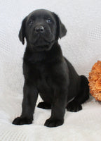 Storm Male AKC Labrador Retriever $1250