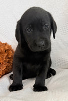 Stella Female AKC Labrador Retriever $1150