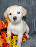 Suzie Female AKC Labrador Retriever $750.00