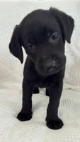 Sonya Female AKC Labrador Retriever $1150