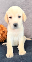 Summer Female AKC Labrador Retriever $1150