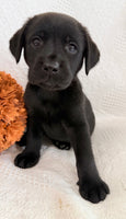 Starlight Female AKC Labrador Retriever $1150