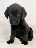 Sparkle Female AKC Labrador Retriever $1150