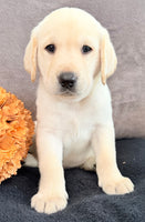 Sawyer Male AKC Labrador Retriever $1250