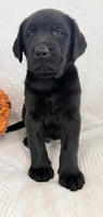 Storm Male AKC Labrador Retriever $1250