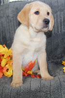 Sam Male AKC Labrador Retriever $1099