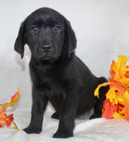 Sparkle Female AKC Labrador Retriever $1099