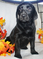 Sydney Female AKC Labrador Retriever $1099