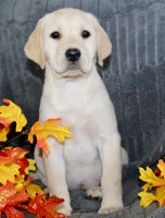 Sadie Female AKC Labrador Retriever $1099