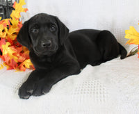 Sonya Female AKC Labrador Retriever $1099
