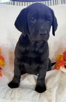 Stella Female AKC Labrador Retriever $1095