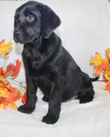Sydney Female AKC Labrador Retriever $1099