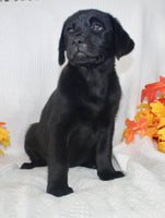 Stella Female AKC Labrador Retriever $1095