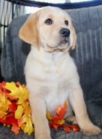 Sam Male AKC Labrador Retriever $1099