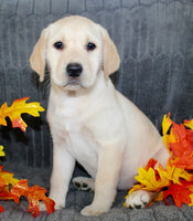 Sadie Female AKC Labrador Retriever $1099