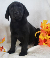 Sparkle Female AKC Labrador Retriever $1099