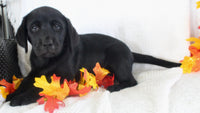 Starlight Female AKC Labrador Retriever $1099