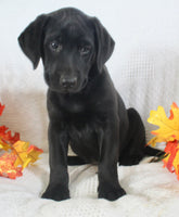 Sonya Female AKC Labrador Retriever $1099