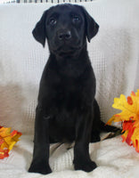 Sonya Female AKC Labrador Retriever $1099