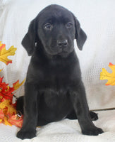 Sparkle Female AKC Labrador Retriever $1099