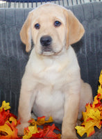 Sam Male AKC Labrador Retriever $1099