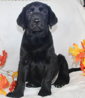 Sydney Female AKC Labrador Retriever $1099