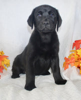 Stella Female AKC Labrador Retriever $1095
