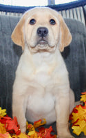 Sam Male AKC Labrador Retriever $1099
