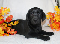 Sydney Female AKC Labrador Retriever $1099