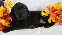 Sparkle Female AKC Labrador Retriever $1099