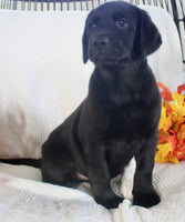 Starlight Female AKC Labrador Retriever $1099