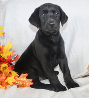 Sonya Female AKC Labrador Retriever $1099