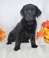 Stella Female AKC Labrador Retriever $1095